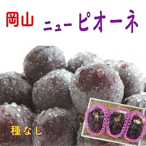 y8{蔭\zRY j[sI[l sI[l uhE  Ԃǂ 3[1kg`1.5kg@ϔ H̓ hV̓ {̉ʕ ʕ t[c 蕨 i {̉ʕ t[c 