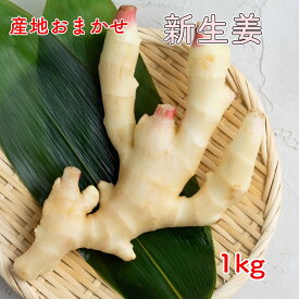【産地おまかせ】新しょうが A品 秀品 Lサイズ 1kg 新生姜 生姜 しょうが 【送料無料（一部地域省く）】 お酒あて グルメ 贈り物 楽天市場 ログイン 購入履歴　野菜