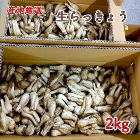 らっきょう 生らっきょう 2kg 国産 産地おまかせ 宮崎 鹿児島 鳥取 高知 徳島 福井 大きさおまかせ 【送料無料（一部地域省く）】 生らっきょう 土付きらっきょう ラッキョウ 根付き 野菜 楽天市場 ログイン 購入履歴 父の日 贈り物