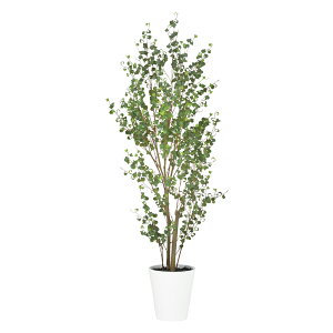 tFCNO[ ϗtA tFCN lHϗtA ^ G} lHxW~obN FST 150cm  A A G} CTG} CeA fBXvC