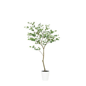 tFCNO[ ϗtA tFCN lHϗtA ^ G} lHhE_ccW FST 160cm  A A G} CTG} CeA fBXvC