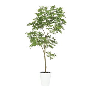 tFCNO[ ϗtA tFCN lHϗtA ^ G} lHGo[tbV FST 180cm  A A G} CTG} CeA fBXvC