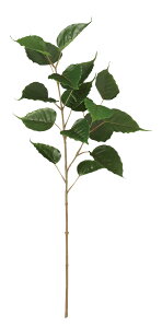 tFCNO[ ϗtA tFCN lHϗtA ^ G} lHCh{_CW 75cm  A t G} CTG} CeA fBXvC