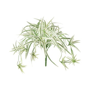 tFCNO[ ϗtA tFCN lHϗtA  ~j  G} lHId W/G 25cm  A t G} CTG} CeA fBXvC