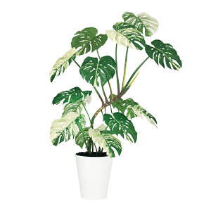 tFCNO[ ϗtA tFCN lHϗtA ^ G} lHChXe  140cm  A A G} CTG} CeA fBXvC