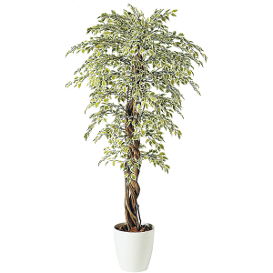 tFCNO[ ϗtA tFCN lHϗtA ^ G}  ^ xW~iX^[CgAi 180cm A  SC/CTG} G} CeA j