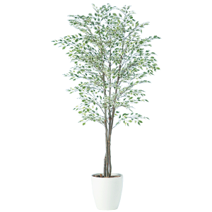 tFCNO[ ϗtA tFCN lHϗtA ^ G}  ^ xW~iX^[Cggv 180cm A  SC/CTG} G} CeA j