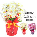 【送料無料 NEWタイプ】胡蝶蘭 ラベンダー ホワイト 3本立ち【アーティフィシャルフラワー 造花】CT触媒 光触媒/お祝い/母の日)【楽ギフ_