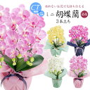 胡蝶蘭 造花 お祝い お供え プレゼント ギフト 光触媒 御祝 御供 開店祝い お見舞い CT触媒 消臭 アーティフィシャルフラワー ホワイト ピンク イエロー 敬老の日 誕生日 ラッピング メッセージカード 母の日 送料無料 [whd][md][kd][rcp] / ミニ 胡蝶蘭 3本立ち