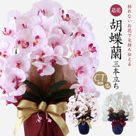 ＼5%OFFクーポンあり／ 胡蝶蘭 お祝い お供え 母の日 花 造花 光触媒 ギフト プレゼント 開店祝い アーテ…