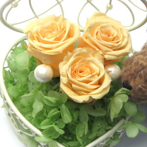 _10%OFFN[|^ vU[uht[  n[gWG[ WAIW Mtg 蕨 j  [rcp]