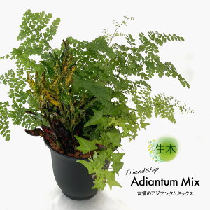 アジアンタム 鉢 観葉植物の人気商品 通販 価格比較 価格 Com