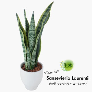 ϗtA   ~j ^  Ղ̔ TXxA [eB A 󂯎Mt 4 픫 TZxA CeA  ₵ ItBX  rO e[u tČ