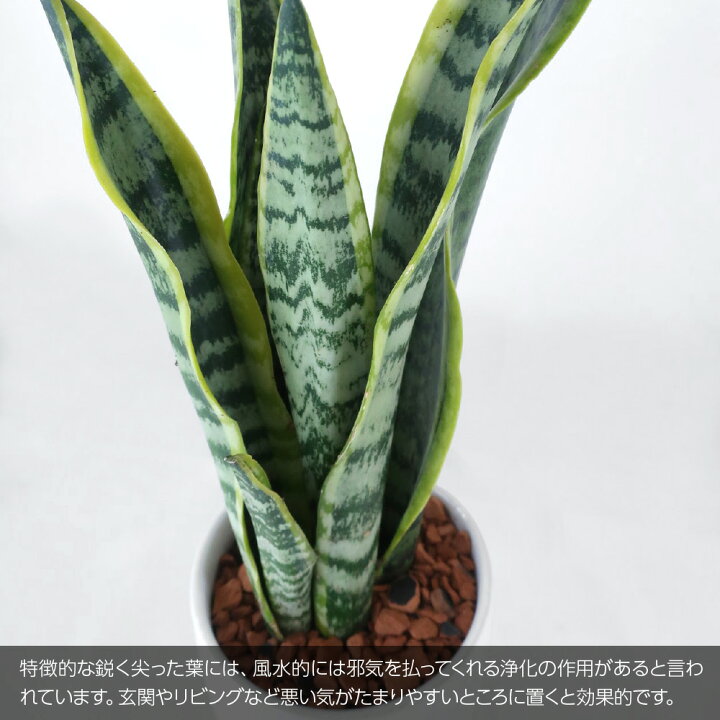 楽天市場 観葉植物 生木 生花 ミニ 小型 送料無料 虎の尾 サンスベリア ローレンティ 鉢植 受け皿付き 4号鉢 陶器鉢 サンセベリア インテリア おしゃれ 癒やし オフィス 玄関 リビング テーブル 春夏限定 フェイクグリーンの神戸花物語