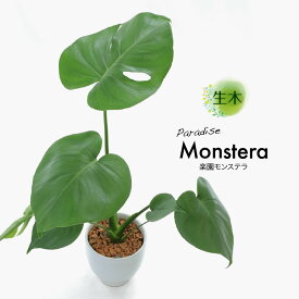 観葉植物 生木 生花 ミニ 小型 送料無料 楽園 モンステラ 鉢植 受け皿付き 4号鉢 陶器鉢 インテリア おしゃれ 癒やし オフィス 玄関 リビング テーブル