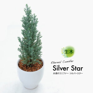 生花 コニファー Diy 工具の人気商品 通販 価格比較 価格 Com