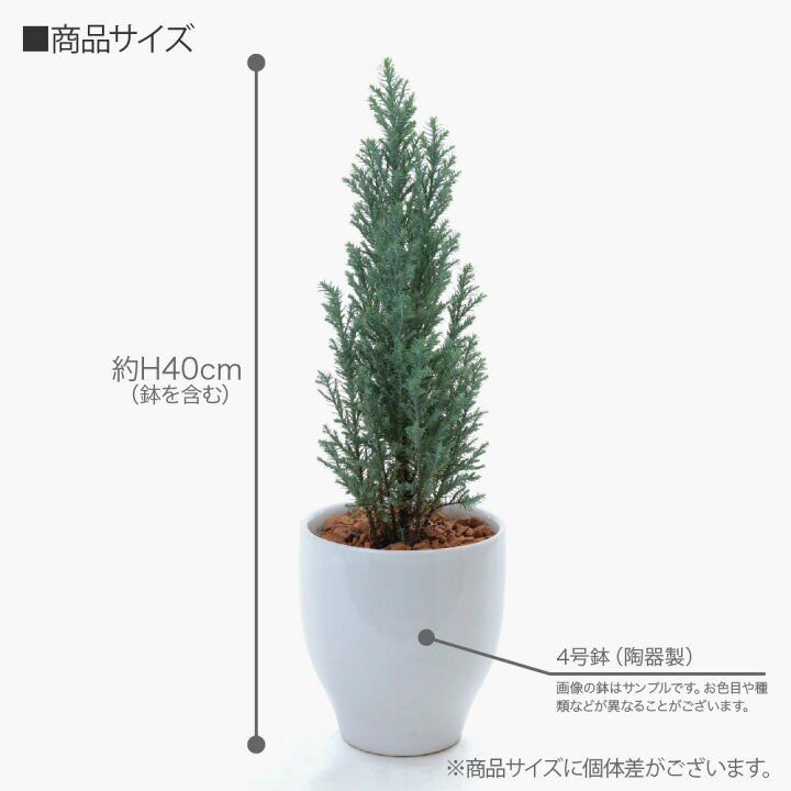 楽天市場】観葉植物 生木 生花 ミニ 小型 送料無料 永遠のコニファー 