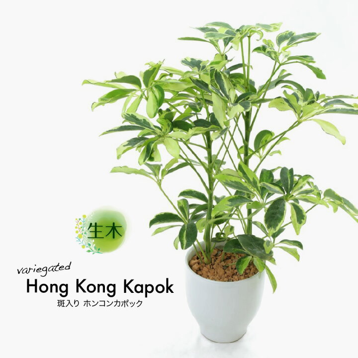 楽天市場 ホンコンカポック 4号鉢 受け皿付き 生木 観葉植物 生花 ミニ 小型 希少種 斑入り鉢植 陶器鉢 シェフレラ インテリア おしゃれ 癒やし オフィス 玄関 リビング テーブル フェイクグリーンの神戸花物語