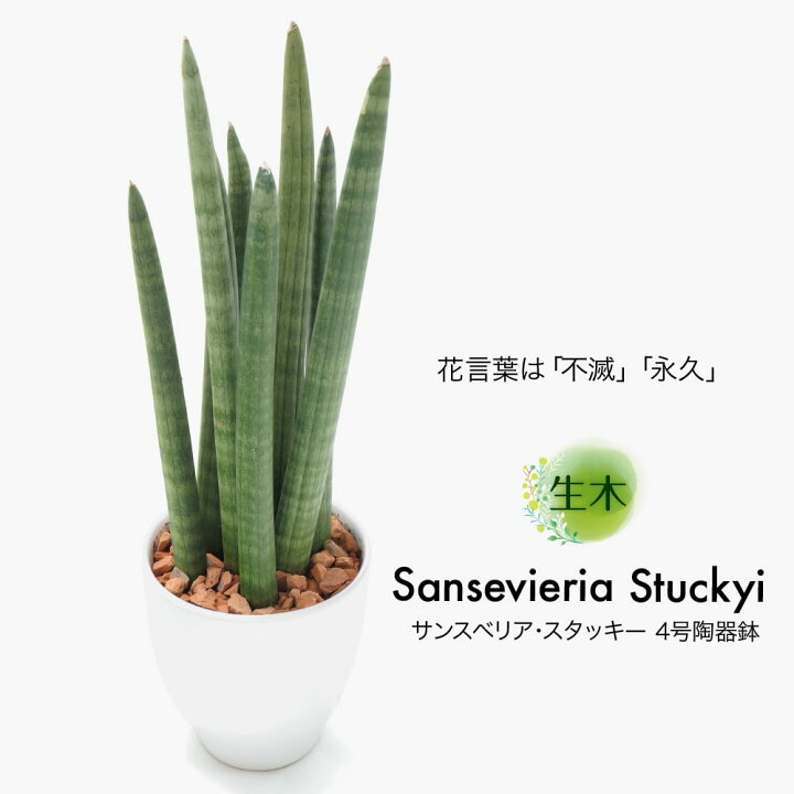 楽天市場 観葉植物 生木 生花 ミニ 小型 送料無料 サンスベリア スタッキー 鉢植 受け皿付き 4号鉢 陶器鉢 サンセベリア インテリア おしゃれ 癒やし オフィス 玄関 リビング テーブル フェイクグリーンの神戸花物語 楽天市場 観葉植物 生木 生花 ミニ 小型 送料無料 サンスベリア スタッキー 鉢植 受け皿付き 4号鉢 陶器鉢 サンセベリア インテリア おしゃれ 癒やし オフィス 玄関 リビング テーブル フェイクグリーンの神戸花物語