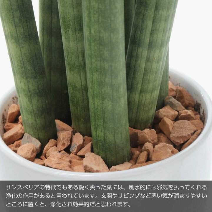 楽天市場 観葉植物 生木 生花 ミニ 小型 送料無料 サンスベリア スタッキー 鉢植 受け皿付き 4号鉢 陶器鉢 サンセベリア インテリア おしゃれ 癒やし オフィス 玄関 リビング テーブル フェイクグリーンの神戸花物語