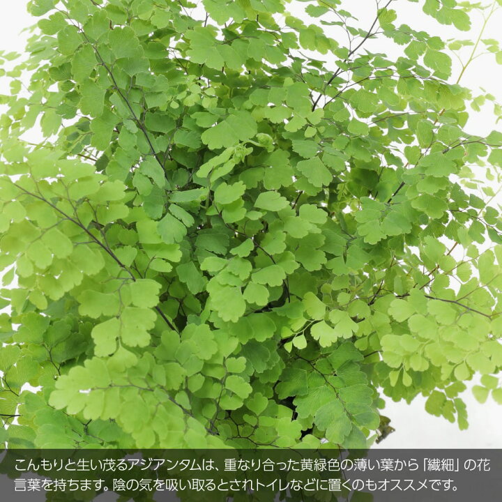 楽天市場 観葉植物 生木 生花 ミニ 小型 送料無料 アジアンタム ルーシー 鉢植 受け皿付き 4号鉢 陶器鉢 インテリア おしゃれ 癒やし オフィス 玄関 リビング テーブル フェイクグリーンの神戸花物語