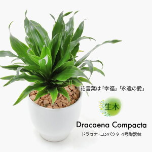 小型 テーブル 観葉植物の人気商品 通販 価格比較 価格 Com 小型 テーブル 観葉植物の人気商品 通販 価格比較 価格 Com