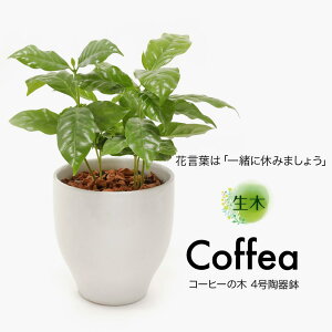 コーヒーの木 観葉植物の人気商品 通販 価格比較 価格 Com