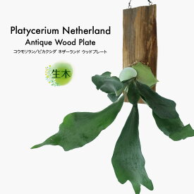 楽天市場 コウモリラン 観葉植物 花 観葉植物 花 ガーデン Diyの通販