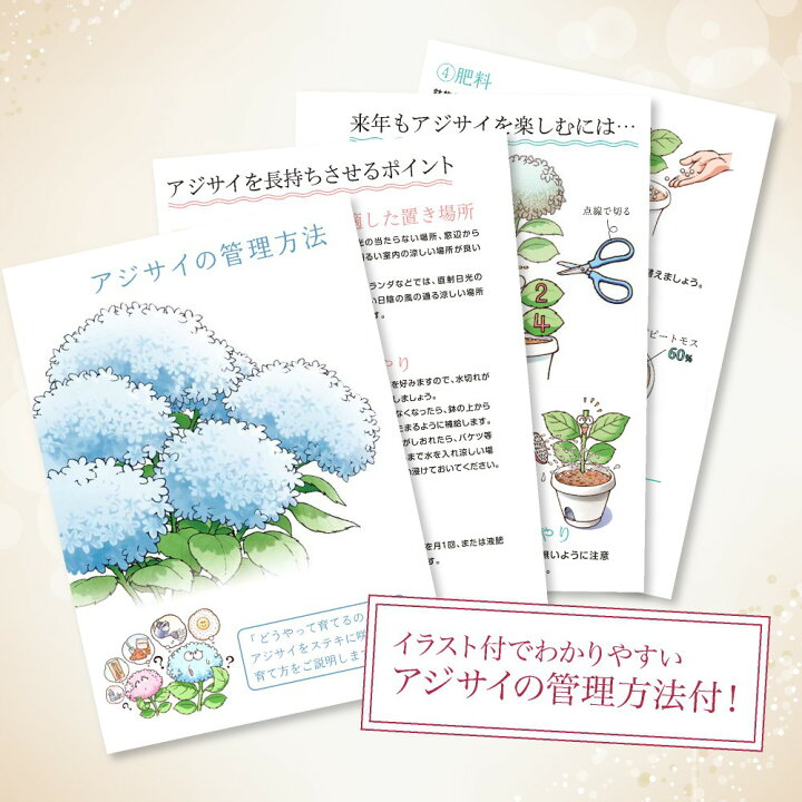 楽天市場 母の日 22 花 生花 アジサイ 紫陽花 万華鏡 5号 ブルー 島根県産 鉢植え プレゼント 贈り物 ギフト お祝い Md フェイクグリーンの神戸花物語