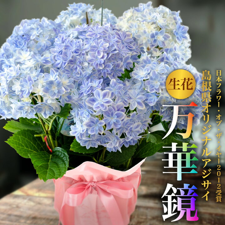 楽天市場 母の日 22 花 生花 アジサイ 紫陽花 万華鏡 5号 ブルー 島根県産 鉢植え プレゼント 贈り物 ギフト お祝い Md フェイクグリーンの神戸花物語