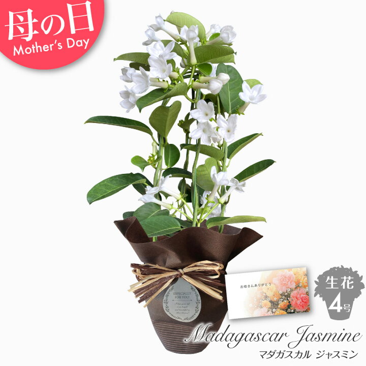 楽天市場 産地直送 送料無料 母の日 花 ギフト プレゼント 生花 マダガスカルジャスミン 4号 鉢花 鉢植え ギフト 贈り物 代引不可 Md フェイクグリーンの神戸花物語