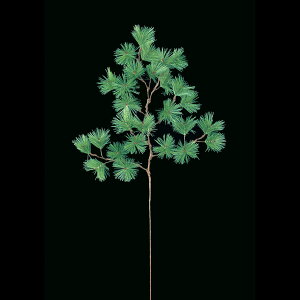 tFCNO[  } lHϗtA Xv[  G} CTG} CeA ԍ A[eBtBVt[ 1{ AW A[gt[ fBXvC } / ܗt XvC 36cm