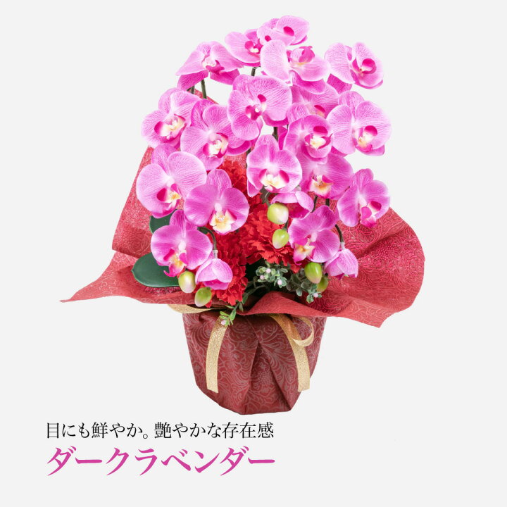 楽天市場】母の日 造花 2025 プレゼント 胡蝶蘭 カーネーション 