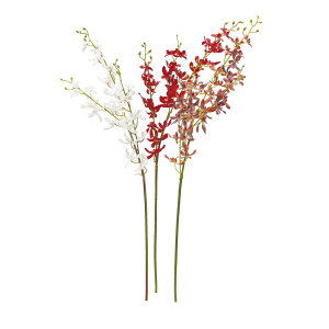 asca ~jI[Lbh×32@ڂ×13 1{