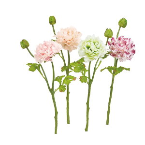 asca iLX×1@ڂ×1 1{