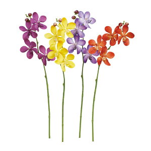 asca J×4@ڂ×2 1{