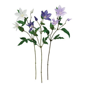 asca N}`X×2@ڂ×1 1{