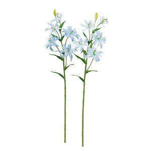 asca B×5@ڂ×1 1{