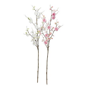 asca ԓ×19@ڂ×23 1{