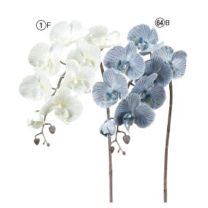 asca R`E×7@ڂ×5 1{