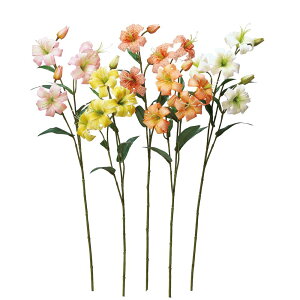 asca B×4@ڂ×2 1{