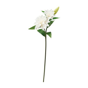 asca B×2@ڂ×1 N|zCg 1{