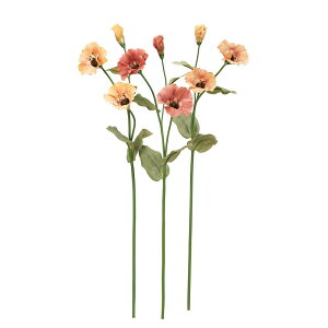 asca gRMLE×2@ڂ×1 1{