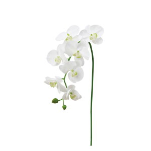 asca R`E×7@ڂ×2 zCgO| 1{