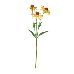 asca hxLA×3 S|hCG| 1{