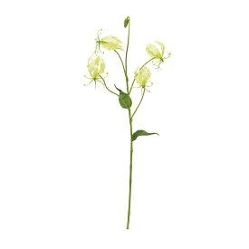 asca グロリオサ×4　つぼみ×1 ソフトイエロ− 1本