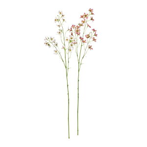 asca ~jt[Xv[×23@ڂ×5 1{