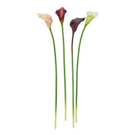 asca カラーリリィ 1本