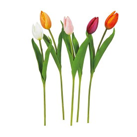 asca チューリップ 1本