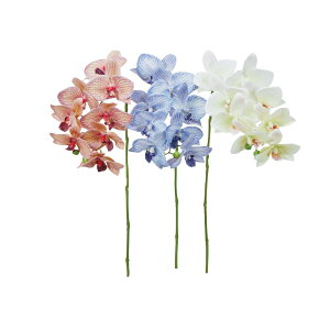 asca R`E×8@ڂ×2 1{